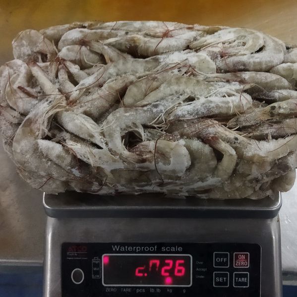 Vannamei Shrimp from Iran supplied by fanoos makran - Size: 40-45 Frozen Common Shrimp & Prawn