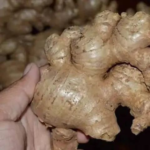 Grade A : Size : ± 200 gr,  Height	: ± 5-15 cm,  Length : ± 15-25 cm,  Color : Golden Brown, State  : Fresh dan Clean,  Scent  : The refreshing scent of ginger,  Grade B : Size : ± 100 gr,  Height  : ± 5-10 cm Length	± 12-20 cm, Color  : Golden Brown,  State	:  Fresh dan Clean,  Scent  : The refreshing scent of ginger,  Grade C : Size : < 100 gr,   Height :  ± 3.5-5 cm,  Length :  ± 5-10 cm Color,  Dull brown,  State  : Fresh dan Less Clean,  Scent : Typical Ginger aroma is not too pungent. from 인도네시아 supplied by PT. GCP EKSPOR INDONESIA - 우수 품질 생강 가루
