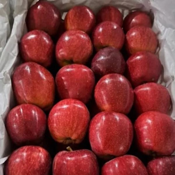 fresh apple from 이란 supplied by PTB  - 신선 사과