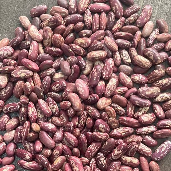 Beans from 우간다 supplied by Africa Agribusiness Services Limited  - Half-dry 말린 일반 콩