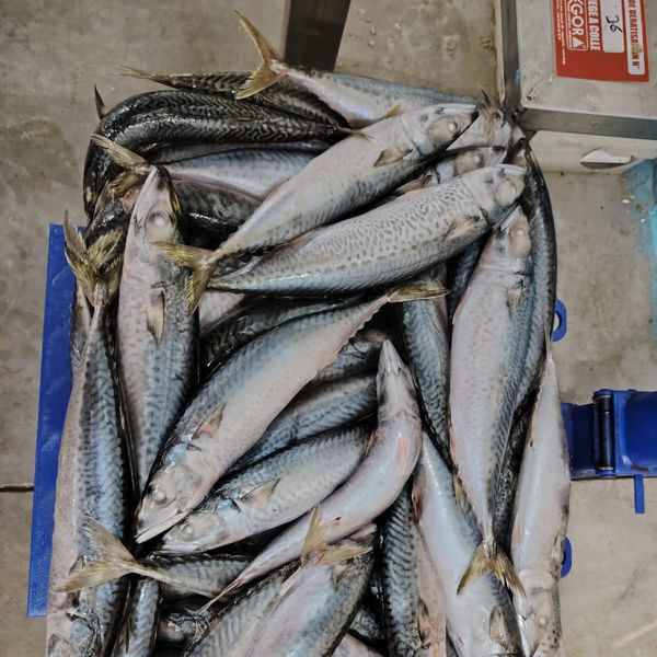 whole round mackerel frozen in blocks from 모로코 supplied by RIO ATLANTIC FISH - Quality: A+ 냉동 고등어