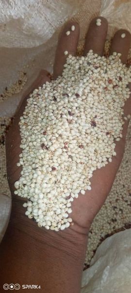 sorghum from 가나 supplied by Tianjin Able Group Limited - Brown 수수