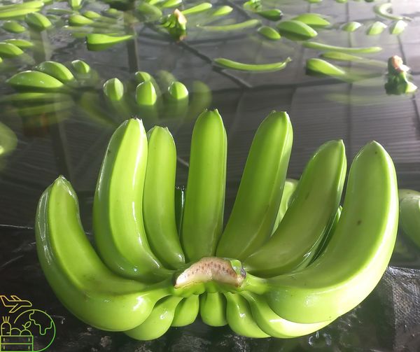 Banana Cavendish from 베트남 supplied by TT Export Trade - No. 1 신선 바나나
