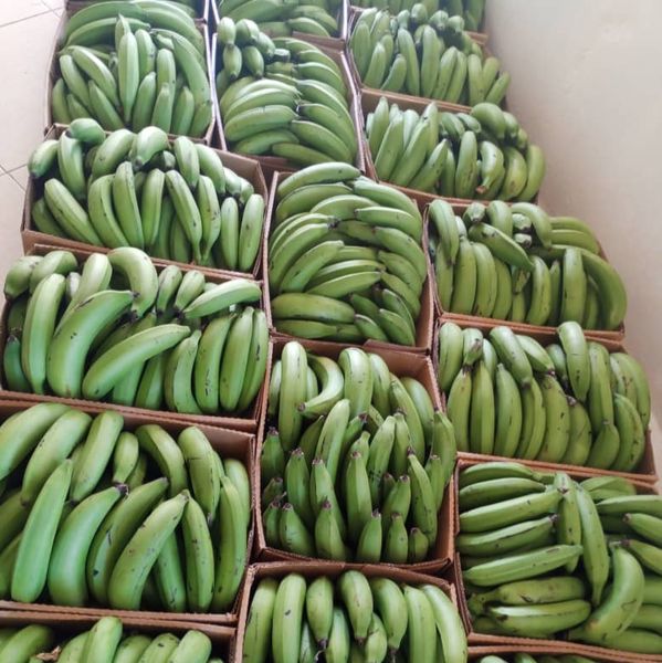 Plantain Banana from 우간다 supplied by Kodra-Export - Organic 신선 플랜테인