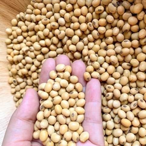 soybean from Benin supplied by AGRO BUSINESS TRADE IMPORT EXPORT SARL - Sun Dried Soybean