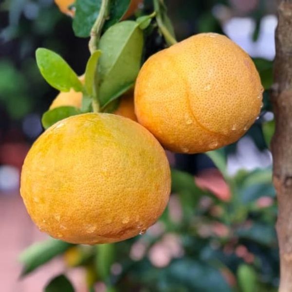 Citrus from 남아프리카공화국 supplied by Rainbow Export - Carton Box (15kg) (=Cardboard Box) 신선 자몽