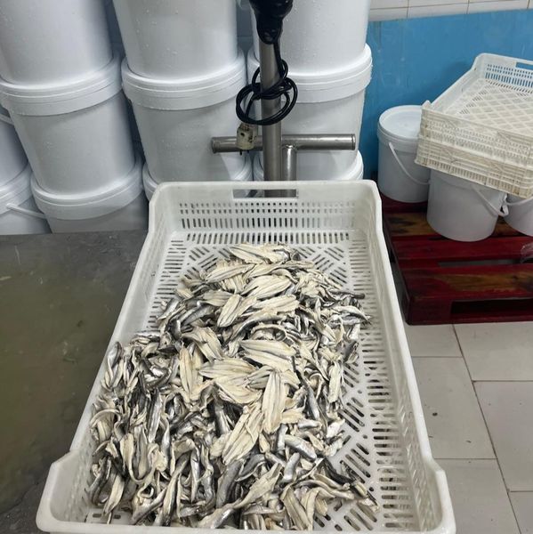marinated Anchovy Fillets from 모로코 supplied by Africa fishing indystry - 소금 절인 멸치