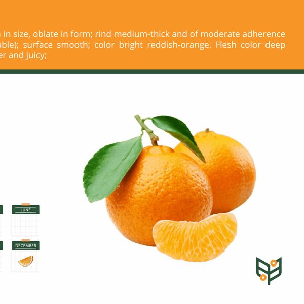 Egyptian Fresh Mandarins Fremont from 이집트 supplied by Green Agro Exports - Tangerine - Verona 신선 만다린