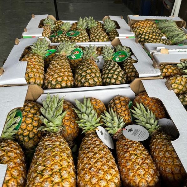 Sugarloaf Pineapple from 베냉 supplied by Kodra-Export - Smooth Leaf 신선 파인애플
