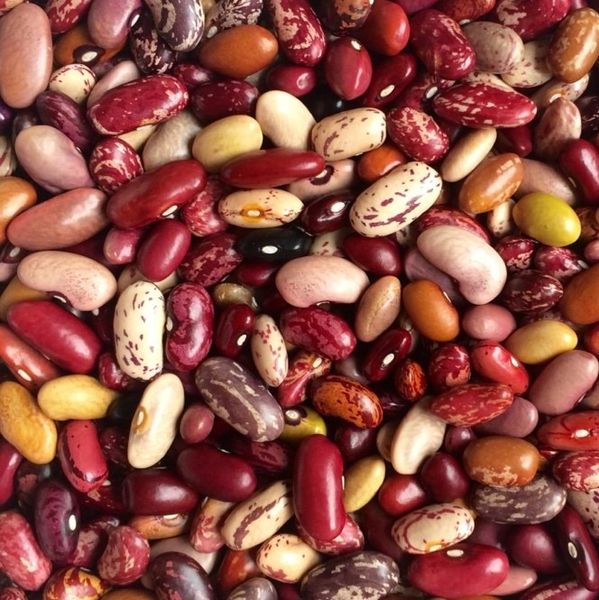 Beans from 우간다 supplied by Regile Logistics - 황금색 생원두