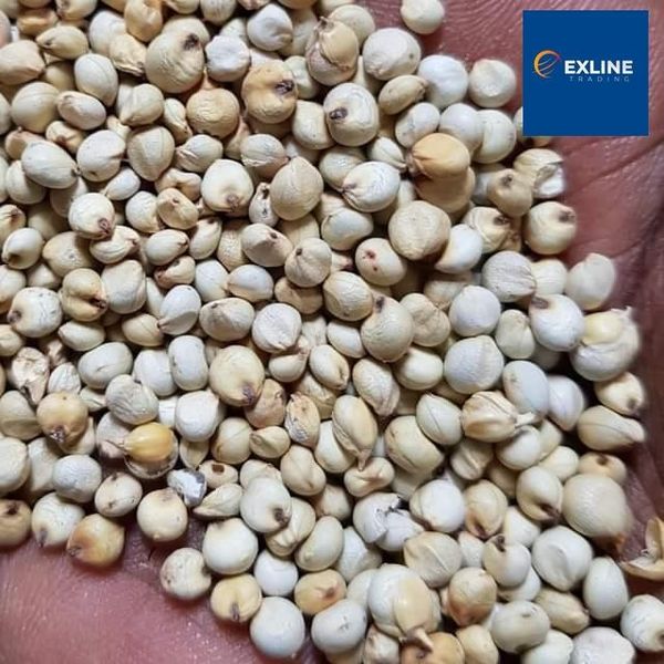 White Sorghum from 수단 supplied by Exline Trading L.L.C - Fresh 수수