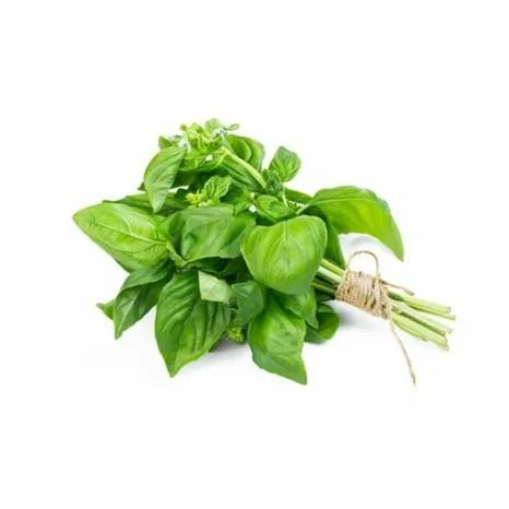 Fresh Basil from 캐나다 supplied by Sustainabite Fresh Farms Ltd - Bunch 바질