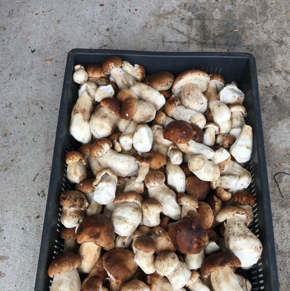 Porcini Ukraine from 우크라이나 supplied by Fop Bochkor Y - Fine Quality 포르치니 버섯
