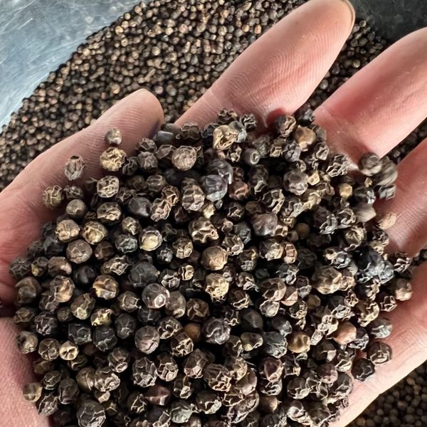 Black pepper from 베트남 supplied by Sunrise Ins - 흑후추 열매