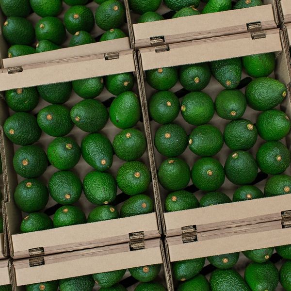 Hass Avocado from Mexico supplied by GA3 Produce - All Sizes Fresh Avocado