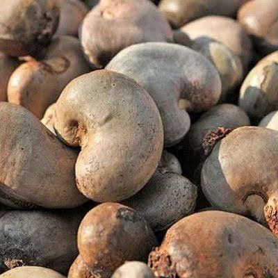 Raw Cashew Nuts (RCN) from 나이지리아 supplied by KABOSHIO GLOBAL VENTURES LTD - Whole 생 캐슈너트