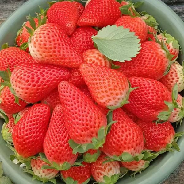 红颜草莓 from 중국 supplied by 建德市大山家庭农场有限公司 - 신선 딸기