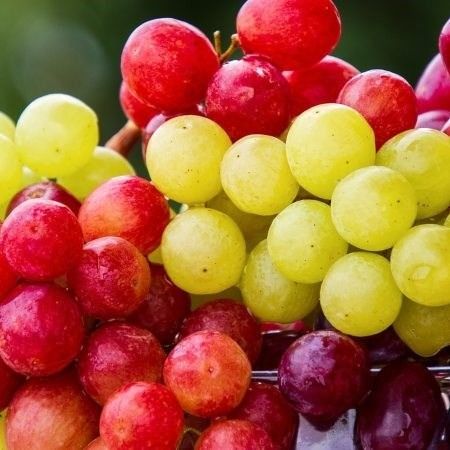 Table Grapes from South Africa supplied by Rainbow Export - African Delight Fresh Grape