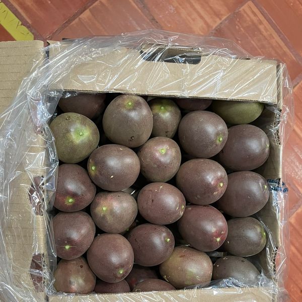 Passion Fruit from 콜롬비아 supplied by CI ANDES EXPORT COMPANY - 퍼플 패션프루트 신선 패션프루트