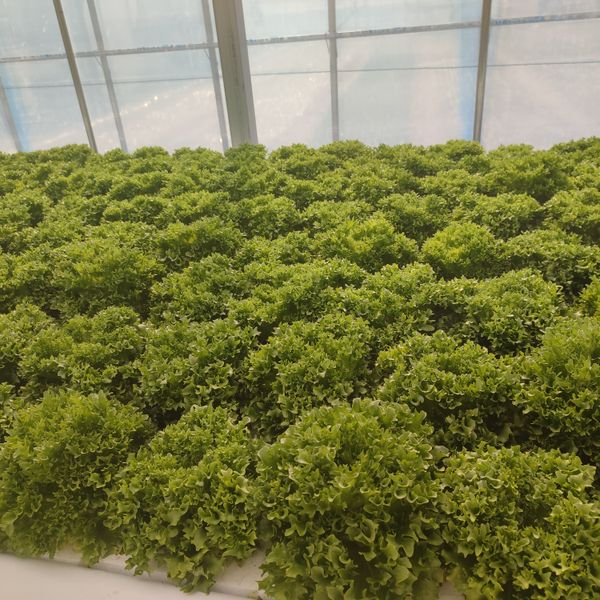 Fresh Lettuce from 대한민국 supplied by JOURNEYMANQ - 신선 상추