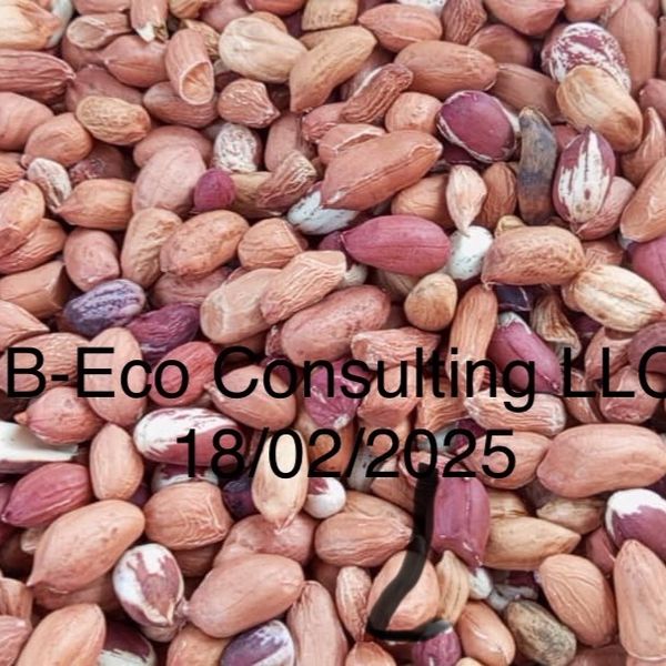 Peanuts from Nigeria supplied by B-Eco Consulting LLC - Roasted - Unsalted Raw Peanut