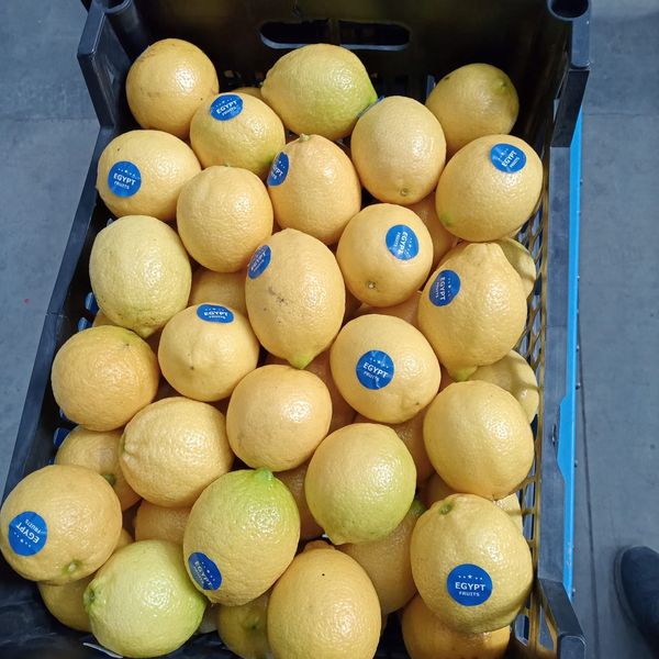 Lemon from 이집트 supplied by KHE Logistics - 신선 레몬