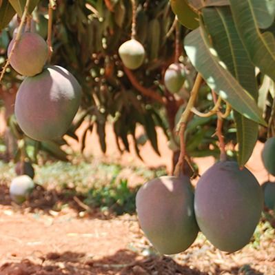 Mango Kent from Senegal supplied by Ezima - Kent Fresh Mango