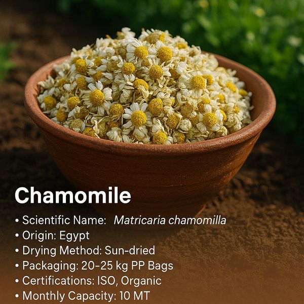 Chamomile from 이집트 supplied by Leaf Craft - High Quality 아로마틱 허브