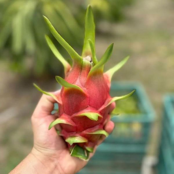 Red skin white flesh pitahaya from 에콰도르 supplied by Pandora Farm - Size: 7 신선 용과