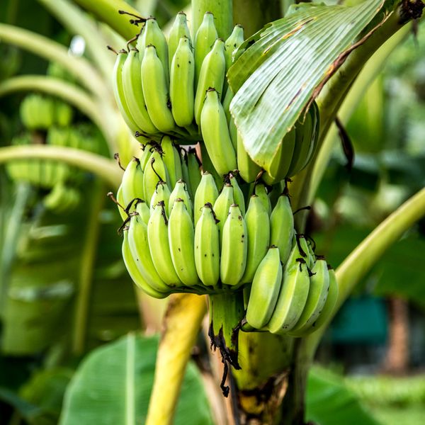 Banana from 인도 supplied by Liberty Exports - 자이언트 캐번디시 신선 바나나