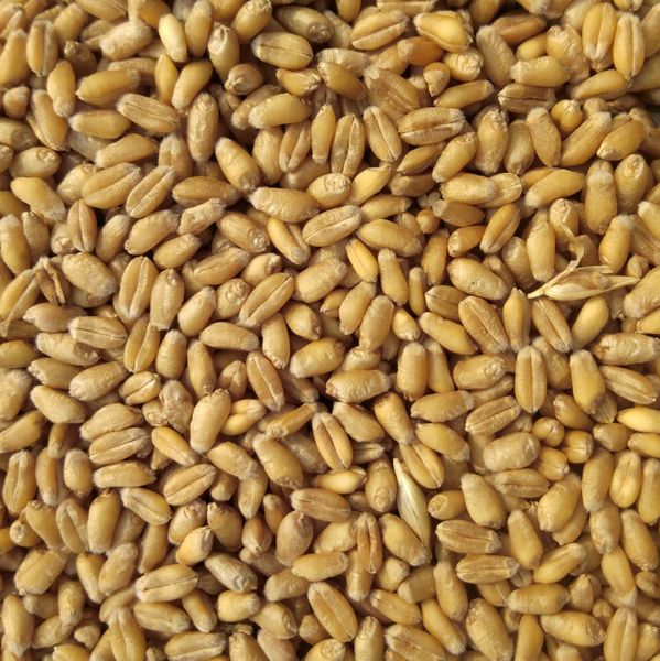Wheat from 러시아 supplied by Malinda Global - Yellow 소맥
