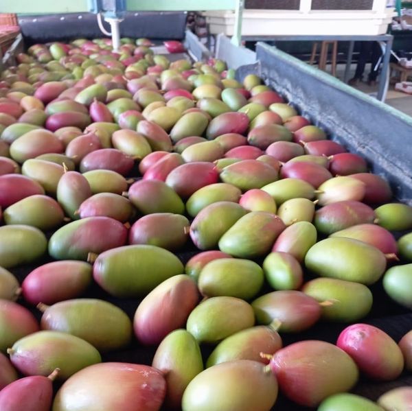 Mango from 브라질 supplied by COMERCIAL IMPORTADORA E EXPORTADORA GALLINDO HORTIFRUTI LTDA - Primor 신선 망고