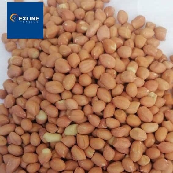Peanuts Kernels from Sudan supplied by Exline Trading L.L.C - Fresh Peanut Kernel