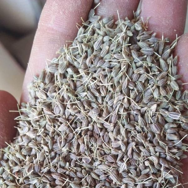 anise from Egypt supplied by Elmotmiz Herbs - Type A Anise Seed