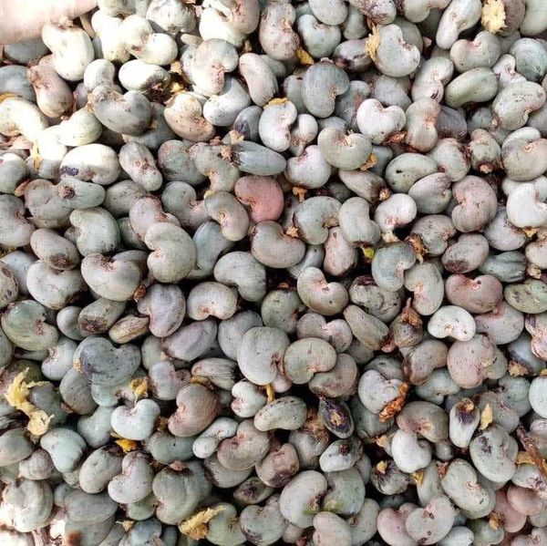 Raw Cashew Nut from 나이지리아 supplied by Ntuks Venture Nigeria Limited  - 생 캐슈너트