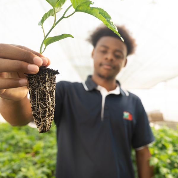 Grandadilla/Passion Fruit Plants from 남아프리카공화국 supplied by Du Roi - 퍼플 패션프루트 신선 패션프루트