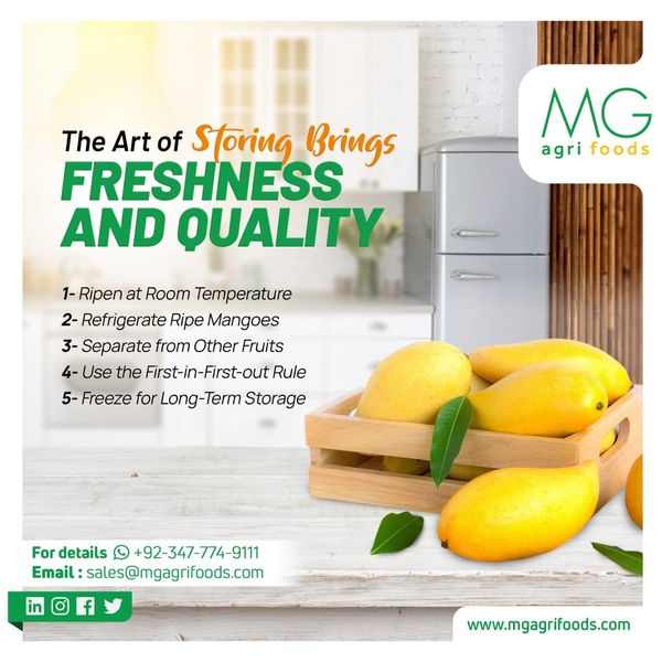 mangoes from Pakistan supplied by MG AGRI - Fresh Mango