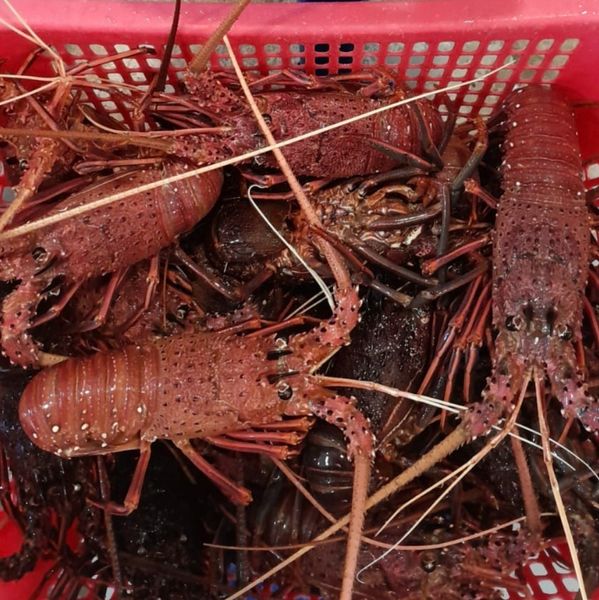 LIVE LOBSTER from Australia supplied by TAIWAN EIJUN CORPORATION - Western Rock Lobster (=Panulirus cygnus) Fresh Rock Lobster