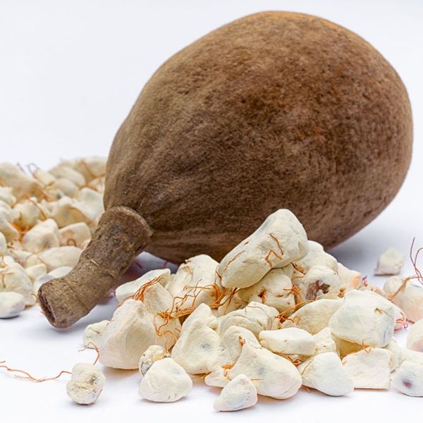 Baobab - Huile from 세네갈 supplied by Adansownia - High Quality 바오밥나무 열매