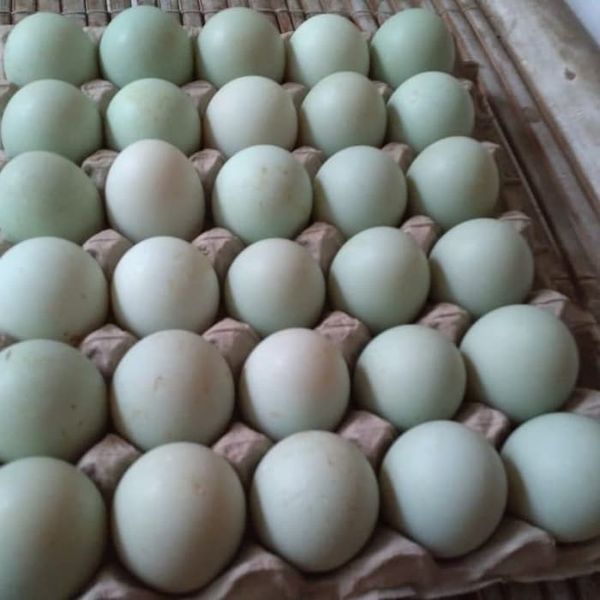 Daging Dan Telur bebek from 인도네시아 supplied by Nawasena Semesta Sejahtera - Size: No. 0 (Jumbo) 오리알