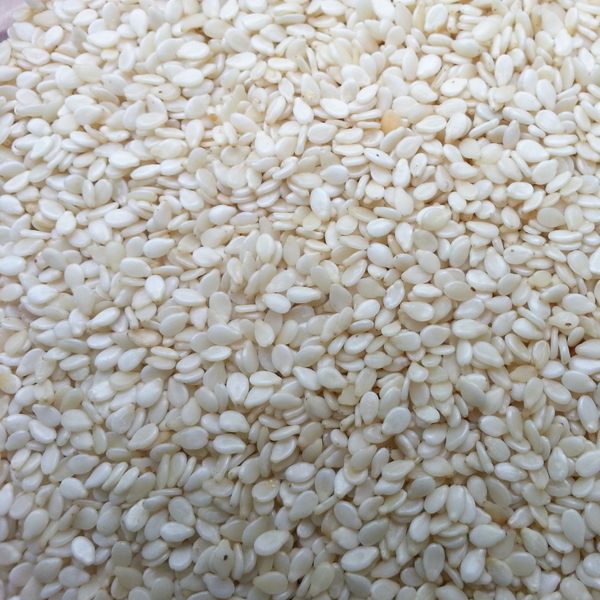 Sesame seeds white natural from 나이지리아 supplied by Forthbridge Agro - Cleaned 참깨
