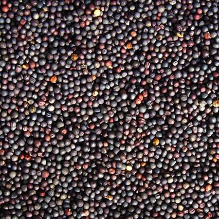 Rapeseed from 불가리아 supplied by Bulscan Trade Ltd - Trimming 2% 카놀라 씨 및 유채 씨
