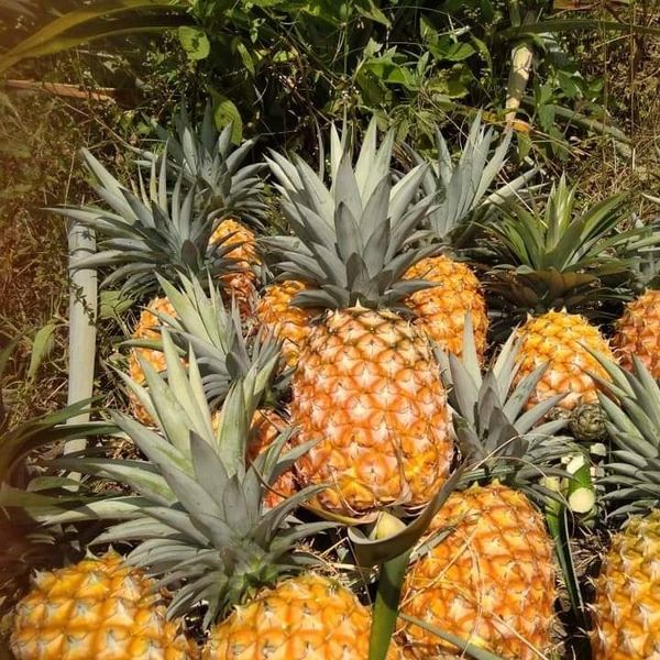 Tropical/Subtropical fruits,Maize Yellow Corn,Rice from 인도네시아 supplied by PT.Seva Ardhi Sumatera - 신선 파인애플