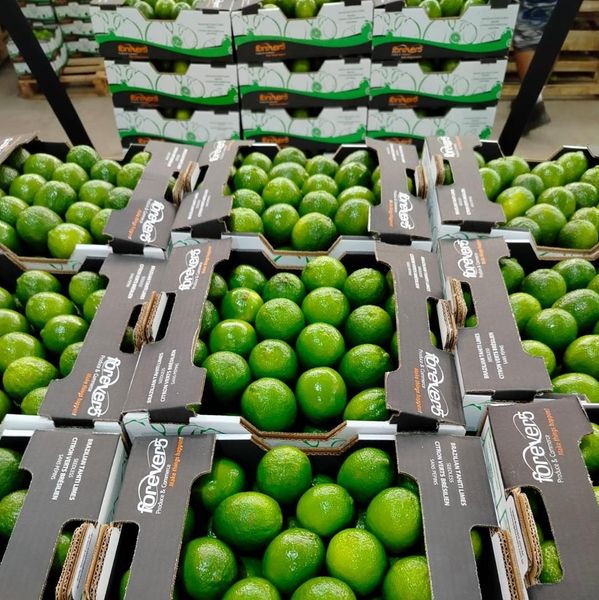 Lime from Brazil supplied by COMERCIAL IMPORTADORA E EXPORTADORA GALLINDO HORTIFRUTI LTDA - Caliber 165 Fresh Lime