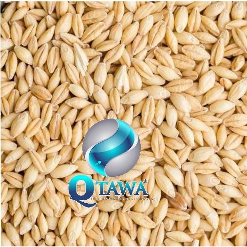 Milling wheat from 호주 supplied by QTAWA INTERNATIONAL BUSINESS LIMITED - 단백질: 13% 밀가루