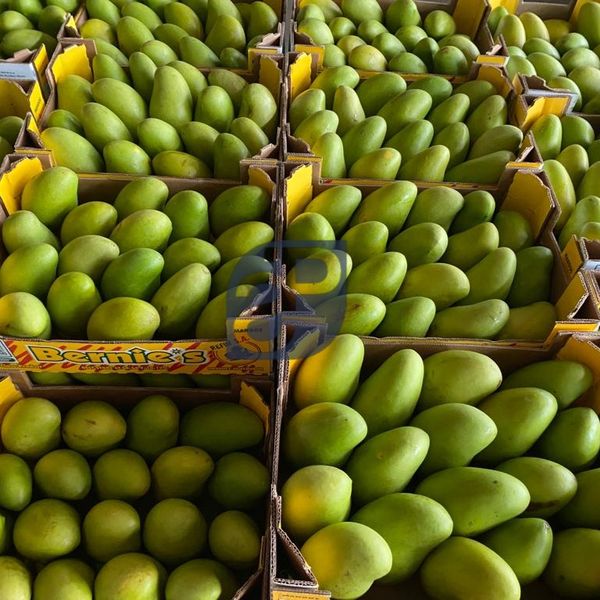 Mango from 에콰도르 supplied by Standard & Partners - 크기: 18-20 신선 망고