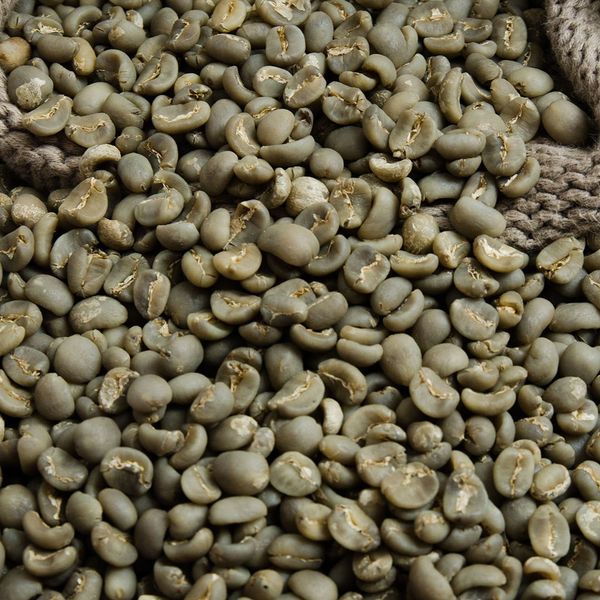 Green Coffee Bean from 탄자니아 supplied by Grandeeque - 신선 생원두