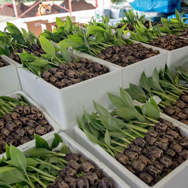 Tissue Culture Bananas from South Africa supplied by Du Roi - Formosan Banana Fresh Banana