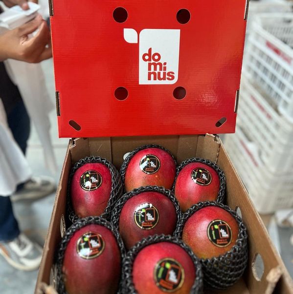 Fresh Mango from 페루 supplied by DOMINUS - Size: <8 (=Less than 8) 신선 망고