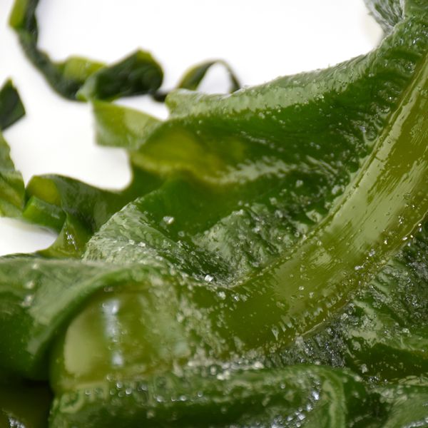 wakame frozen and salted - 10 kg from 프랑스 supplied by SAS ALGOLESKO - 미역 냉동 해조류